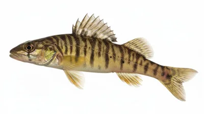 Common logperch