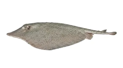 Spiny butterfly ray