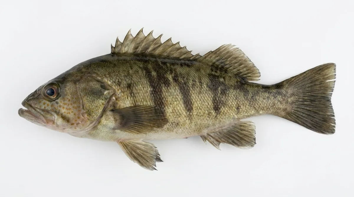 Barred sand bass — Paralabrax nebulifer