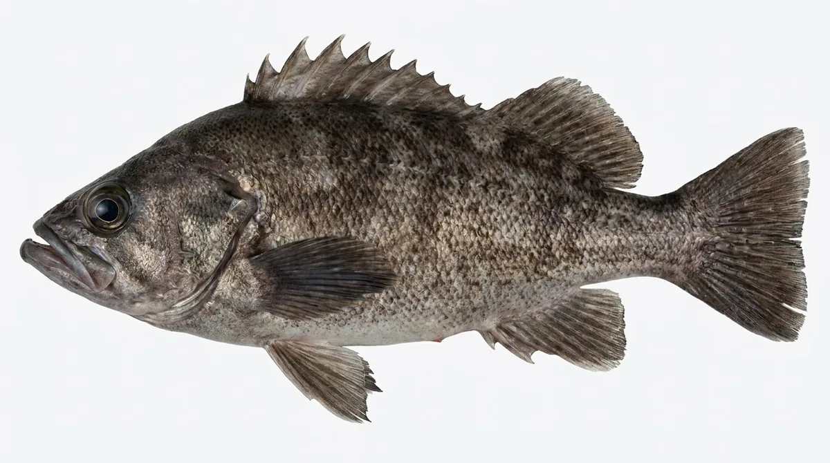 Black rockfish — Sebastes melanops
