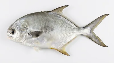 Permit