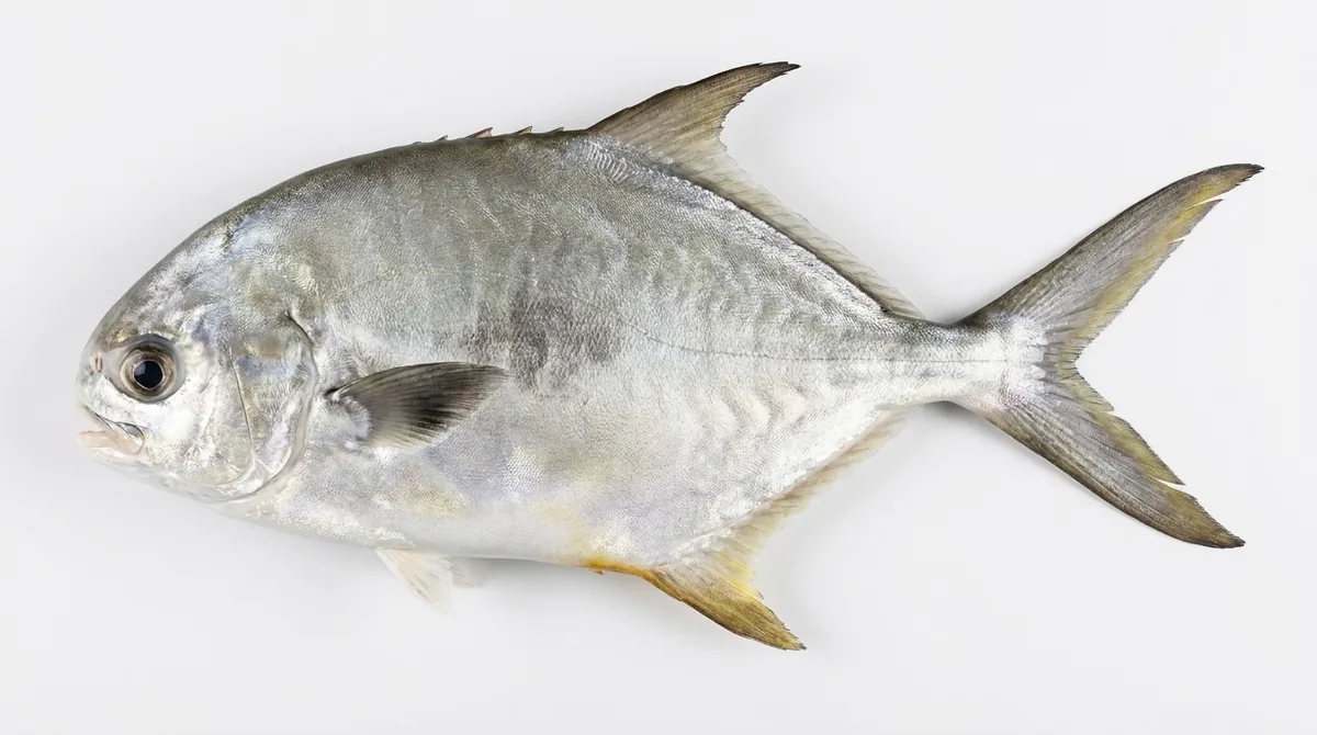Permit — Trachinotus falcatus