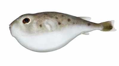 Blunthead puffer