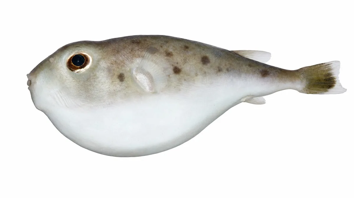 Blunthead puffer — Sphoeroides pachygaster