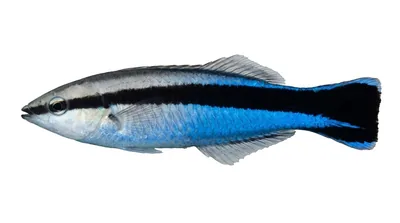 Bluestreak cleaner wrasse