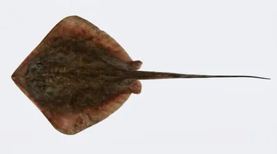 Bluntnose stingray
