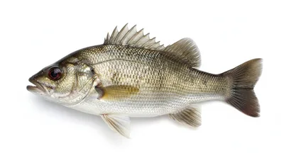 Australian bass