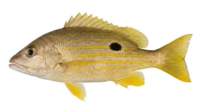 Blackspot snapper