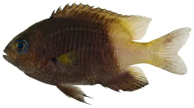 Bicolor damselfish