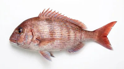 Red porgy — Pagrus pagrus