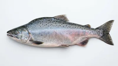Pink salmon — Oncorhynchus gorbuscha
