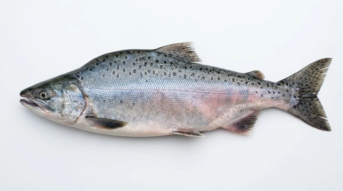 Pink salmon — Oncorhynchus gorbuscha