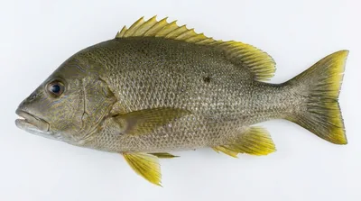 Blubberlip snapper — Lutjanus rivulatus