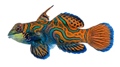 Synchiropus splendidus