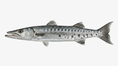Great barracuda