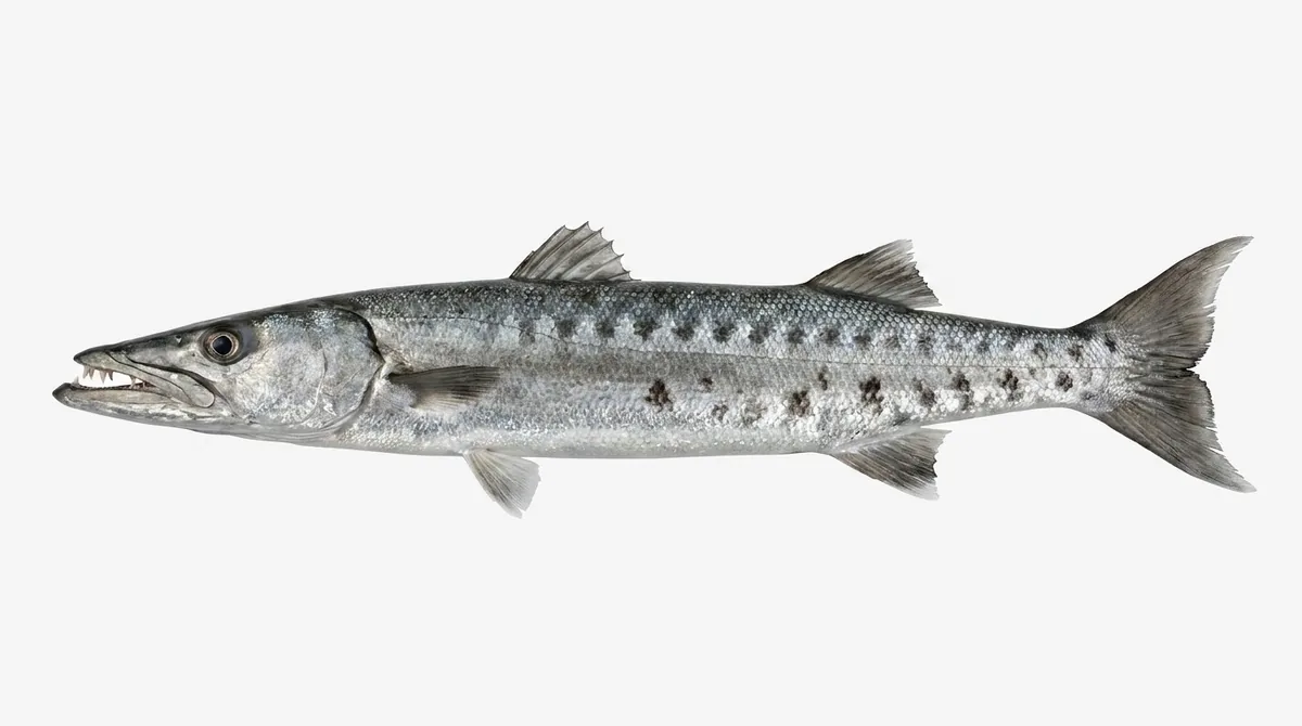Great barracuda — Sphyraena barracuda