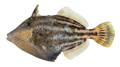 Orangespotted filefish