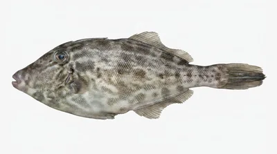 Unicorn leatherjacket