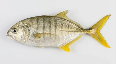 Golden trevally