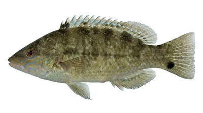 Grey wrasse