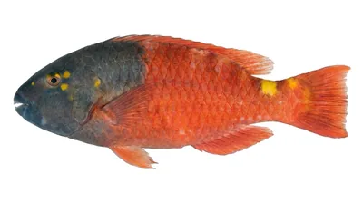 European parrotfish
