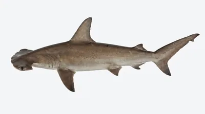 Scalloped hammerhead