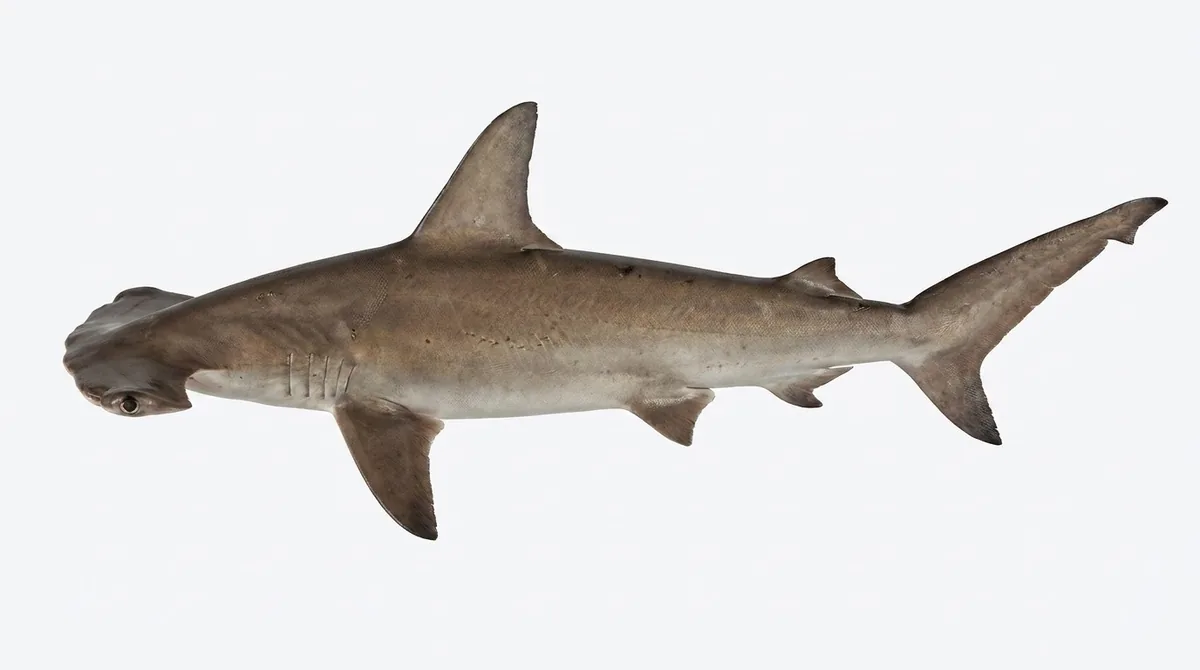 Scalloped hammerhead — Sphyrna lewini