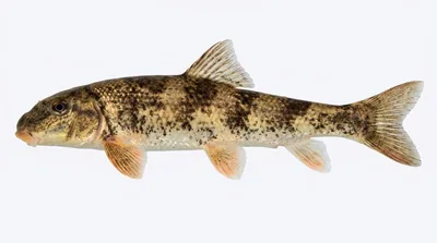 Alabama hog sucker