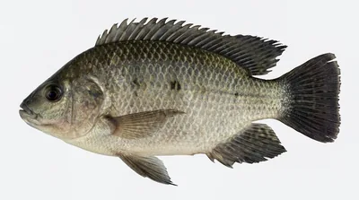 Three-spotted tilapia