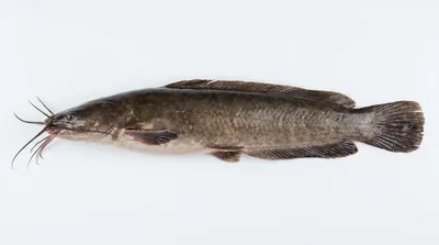 Walking catfish