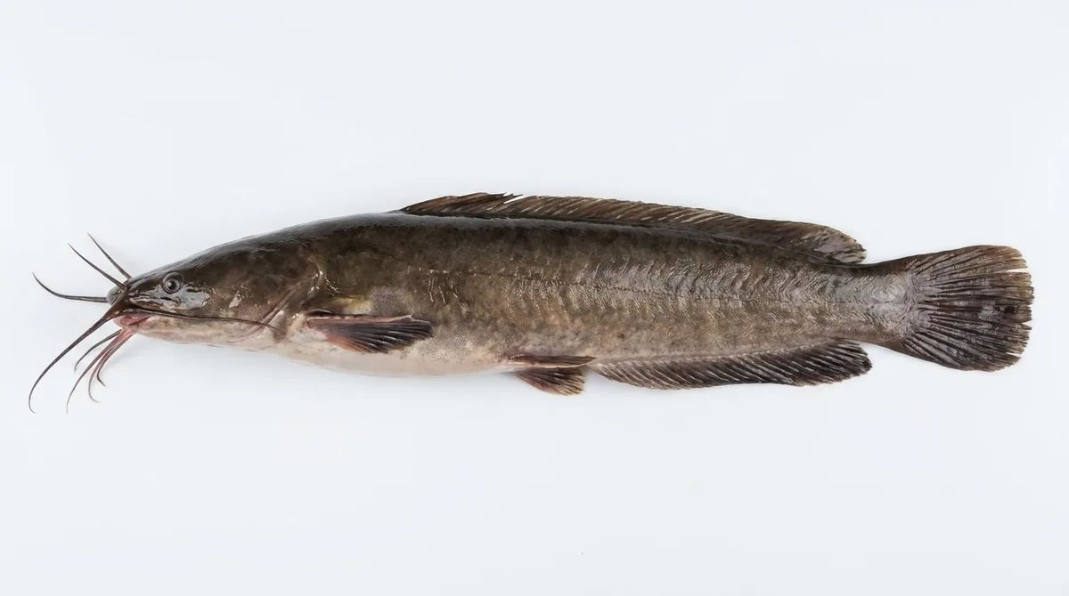 Walking catfish — Clarias batrachus