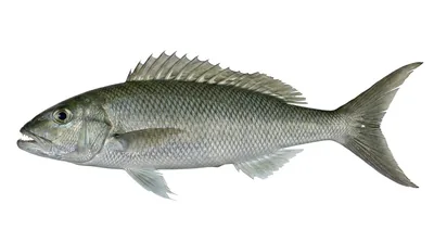 Green jobfish