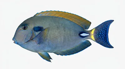 Eyestripe surgeonfish