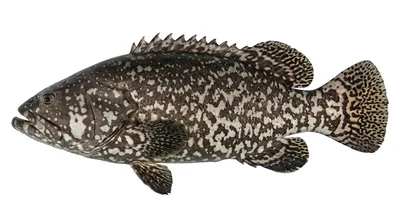 Giant grouper