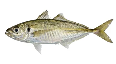 Yellowtail horse mackerel