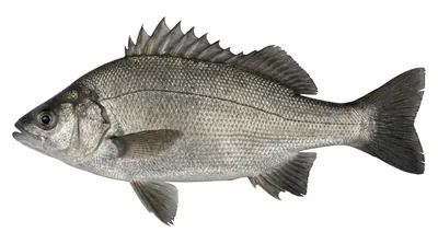 Silver perch