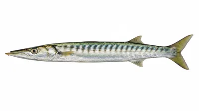 Barracuda