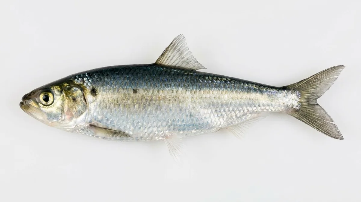 Blueback herring — Alosa aestivalis
