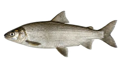 Lake whitefish