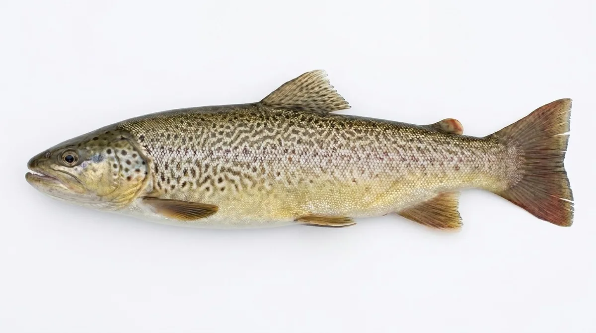 Salmo marmoratus — Salmo marmoratus