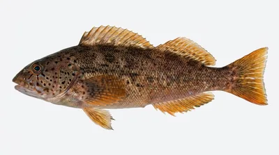 Kelp greenling