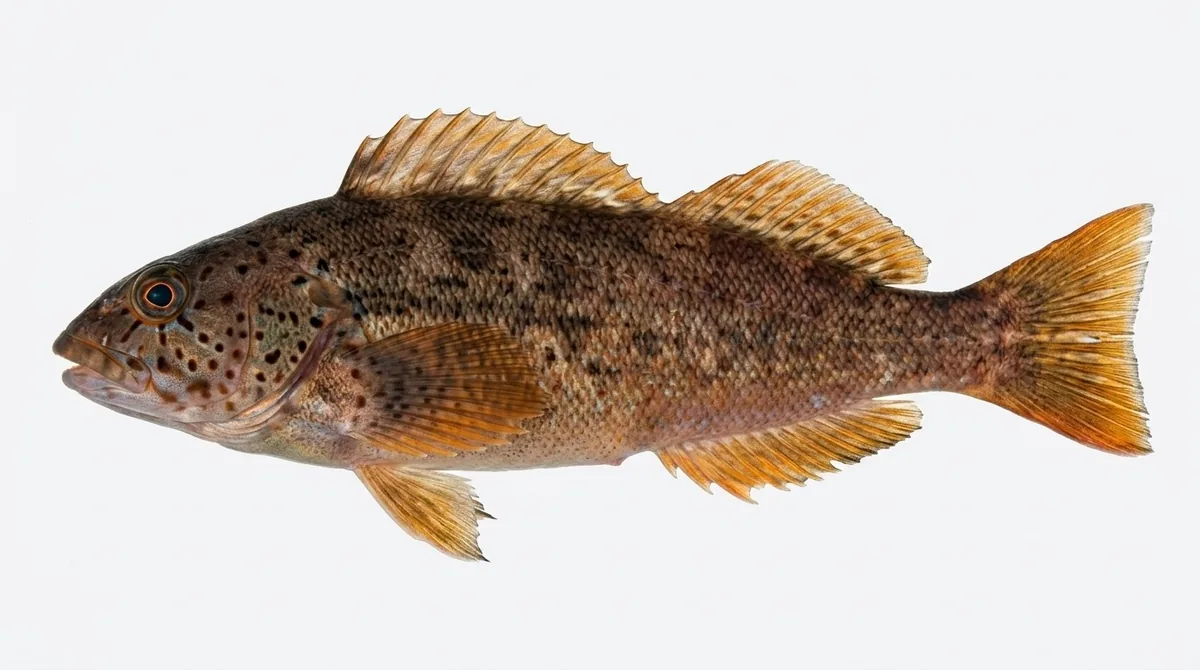 Kelp greenling — Hexagrammos decagrammus