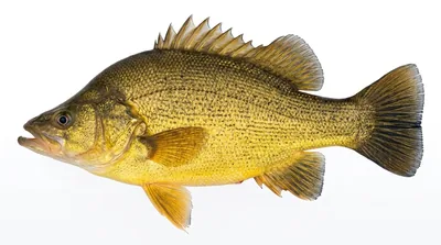 Golden perch
