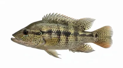 Parachromis dovii