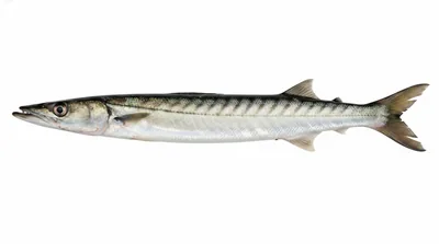 Pacific barracuda