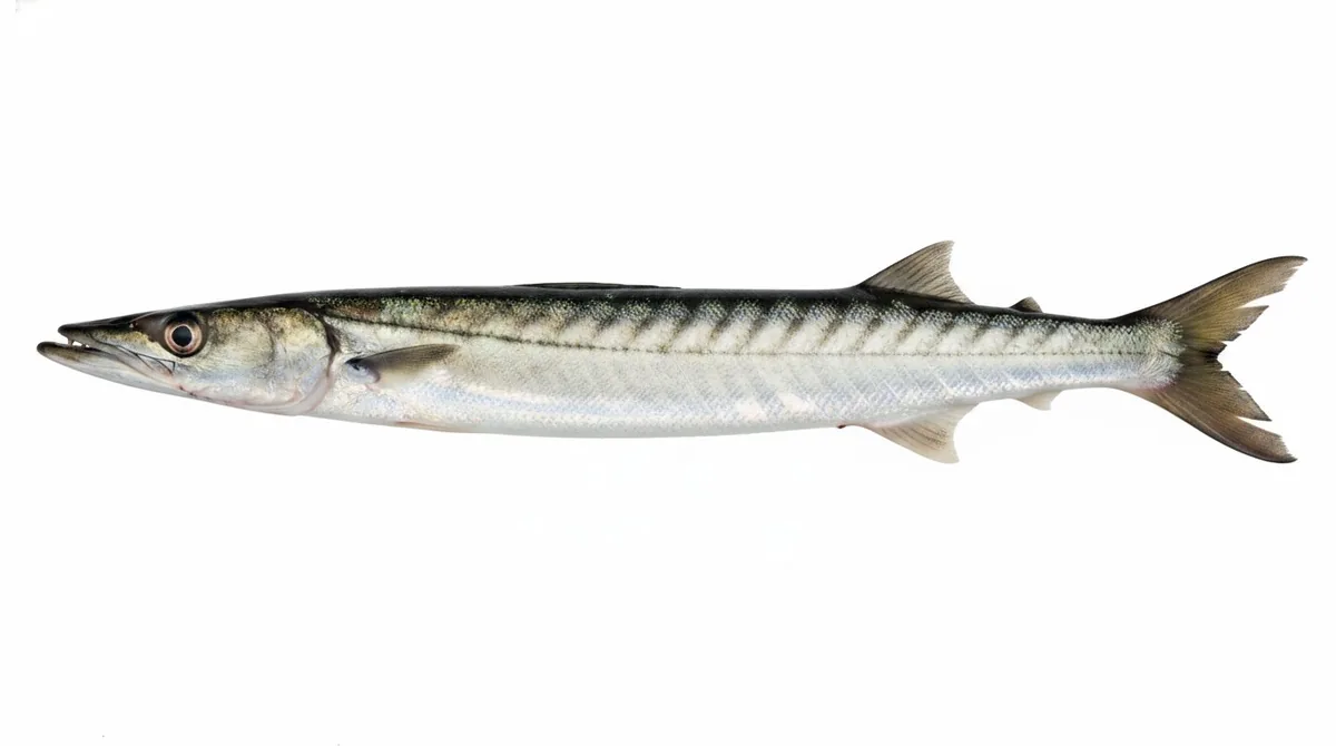 Pacific barracuda — Sphyraena argentea