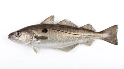 Haddock