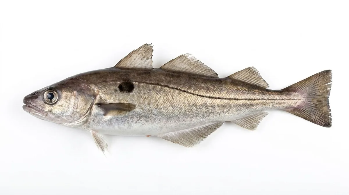 Haddock — Melanogrammus aeglefinus