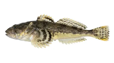 Pacific staghorn sculpin — Leptocottus armatus