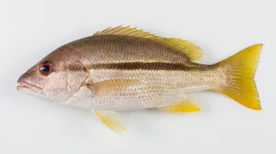 Brownstripe red snapper — Lutjanus vitta